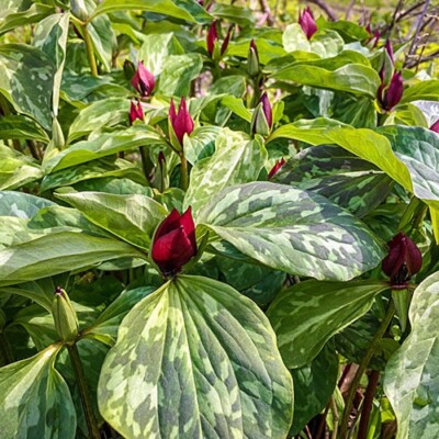 Twelve Prairie Trillium Perennial  Bareroot Bulbs