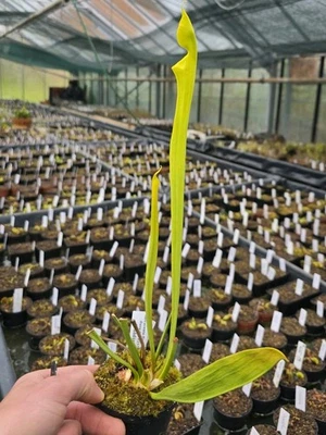 Sarracenia flava var flava 'Goldie'- MKF257,fleischfressende Pflanzen,winterhart - Bild 1 von 3