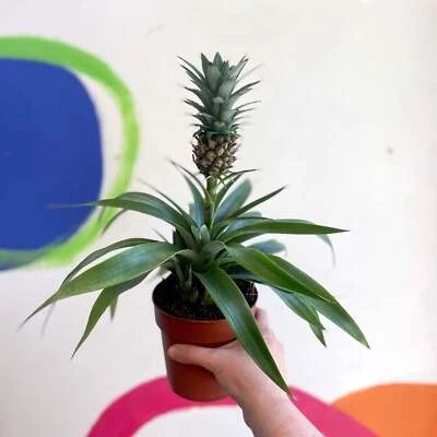 SPROUTS OF BRISTOL Ananas comosus 'Amigo' - Pineapple Plant