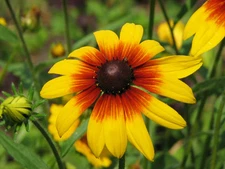 Gloriosa Daisy Seeds, NON-GMO, Rudbeckia hirta, Variety Sizes, FREE SHIPPING