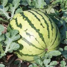 40 Dixie Queen Watermelon Seeds. Organic. USA Seeds. Ships free