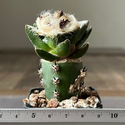 A20-1136 Cactus bravoanus, El Nunez (Grafted)