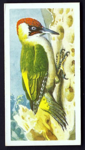 BROOKE BOND - BIRD PORTRAITS (ADDRESS) - PICK THE CARDS YOU NEED - Picture 44 of 101