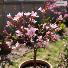 2 winterharte Mandelbaum-Palmen schnellwüchsig, exotisch Pflanzen für den Garten