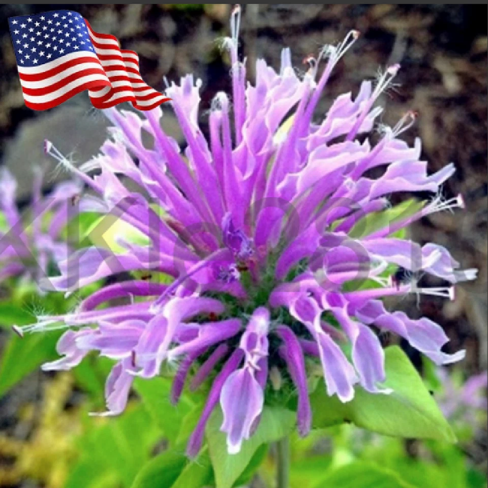 Purple Bergamot Monarda Media Bee Balm Live Plant Perennial Native Flower Plug🕊 - Image 3 of 4