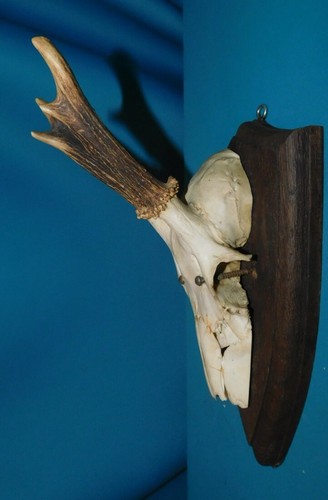 ANCIEN TROPHEE DE CHASSE FRANCE . CORNE DE CHEVREUIL . BOIS 11 cm 4 CORS . n°19 - Picture 3 of 5