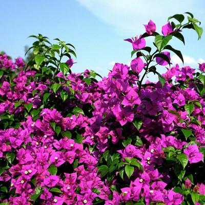 Bougainvillea 'Violet de mèze' - Bougainvillier rustique ...