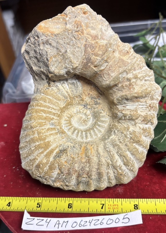 Large Natural Ammonite Fossil Specimen France/Morocco 4” X 5”