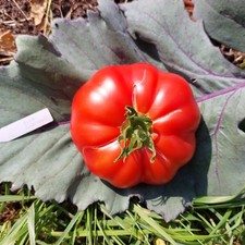Pink Gaetano Italian heirloom tomato seeds x 20