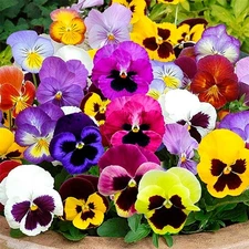 Swiss Giants Pansy Seed Mix Viola wittrockiana  Free Shipping!
