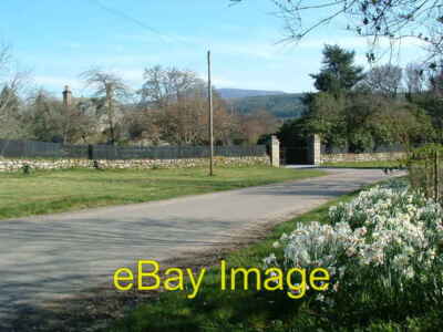 Photo 6x4 Knockando House Cardhu Drifts of Daffodils line the road outsid c2007