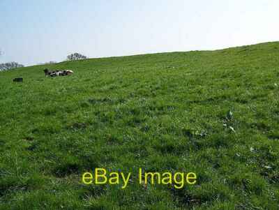 Foto 6x4 Rinder, Knoll Farm Faulkland Die Rinder liegen auf der Linie o c2009