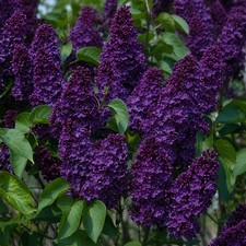 25 Lilac Seeds Fragrant Flowering Tree Perennial Flower Seed "Dark Purple"