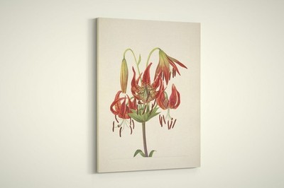 Mary Walcott - North American Wild Flowers - Turkscap Lily - Paper or Canvas
