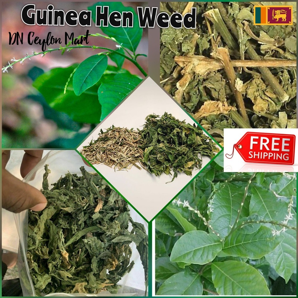 #01 kg Dried Guinea Hen Weed Plant Cuts Anamu Herb Leaf Tea Organic Pure Natural