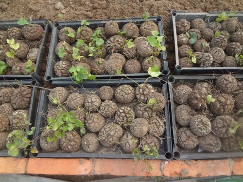 6-7CM 1PCS Cactus Live Plant Dioscorea Elephantipes Beautiful Rare Garden Cactus - Imagen 9 de 10