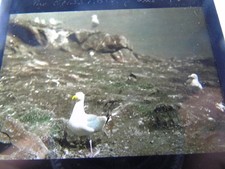ANTIQUE REAL PHOTOGRAPH PHOTO ANIMAL BIRD MAGIC LANTERN SLIDE HERRING GULL