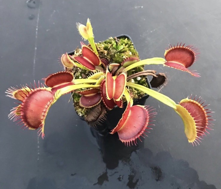 Venus Flytrap BCP Z02 -  Carnivorous Plant - Giant Cultivar 🔥