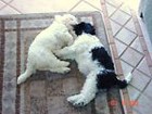 2pupeez