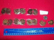 1 large size polished ammonite fossil slice half from Madagascar per lot. dark