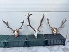 Picture 5 of 6