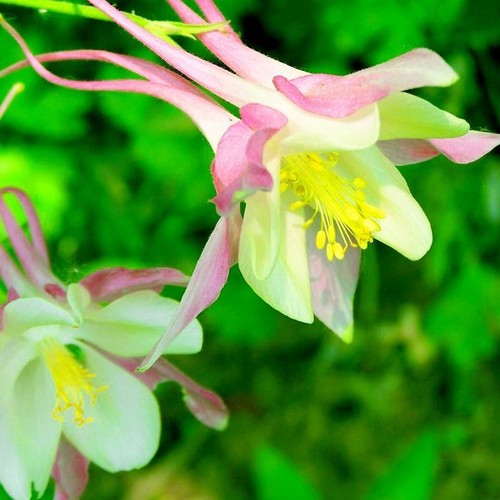 50 Colourful Columbine Seeds Aquilegia Seed - Picture 8 of 14