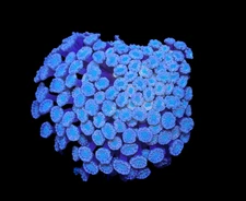 WYSIWYG Pink Alveopora Frag Live Coral – LPS for Saltwater Reef Aquarium