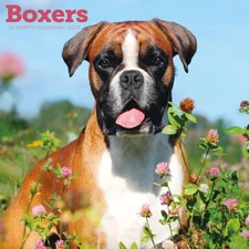 Carousel Calendars,  Boxers 2026 Wall Calendar, 12'' X 12'', 16-Month Calendar w