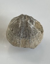 Tyersella canalicula, Brachiopode, Mittl. Devon, Fleesten /Ah&uuml;tte,  Eifel