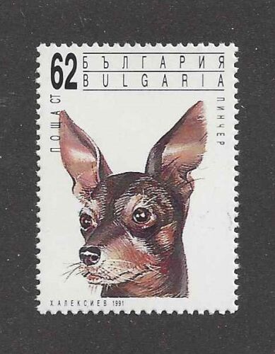 Dog Art Head Portrait Postage Stamp TOY MANCHESTER TERRIER Bulgaria 1991 MNH - Afbeelding 1 van 1