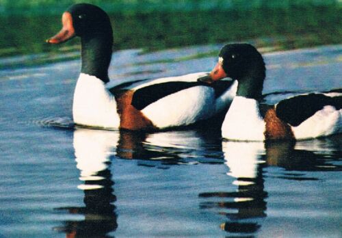 Postcard Germany Brandente Ente duck canard Vogel bird Tier animal - Picture 1 of 1