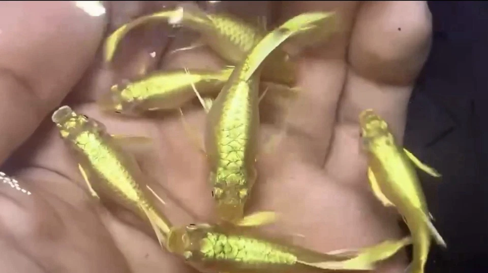 10 + Guppy Oro Completo 24k Vivo ADULTOS JÓVENES*****alta calidad ***** Foto 3 de 4