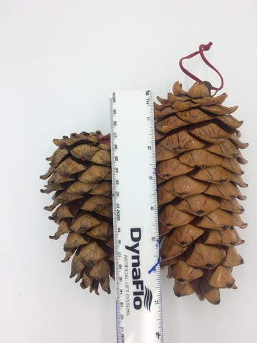pine cones Tree Ornaments - Picture 2 of 4