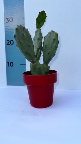 Pianta grassa di Opuntia Vulgaris CERTIFICATA in vaso colorato ⌀10 - Foto 7 di 7