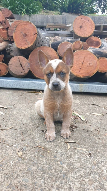 dogs and puppies gumtree