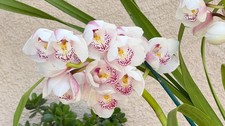 Cymbidium Barrita Peace  Clean  Bright  Fragrant.  1 1/2 Gallon Pot