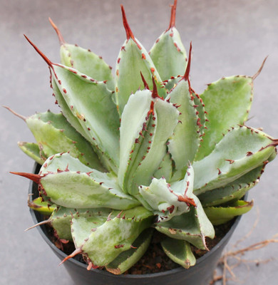 RareSucculent Plant Agave Potatorum Cv.Cubic Agavaceae Home Garden plant 8-12CM