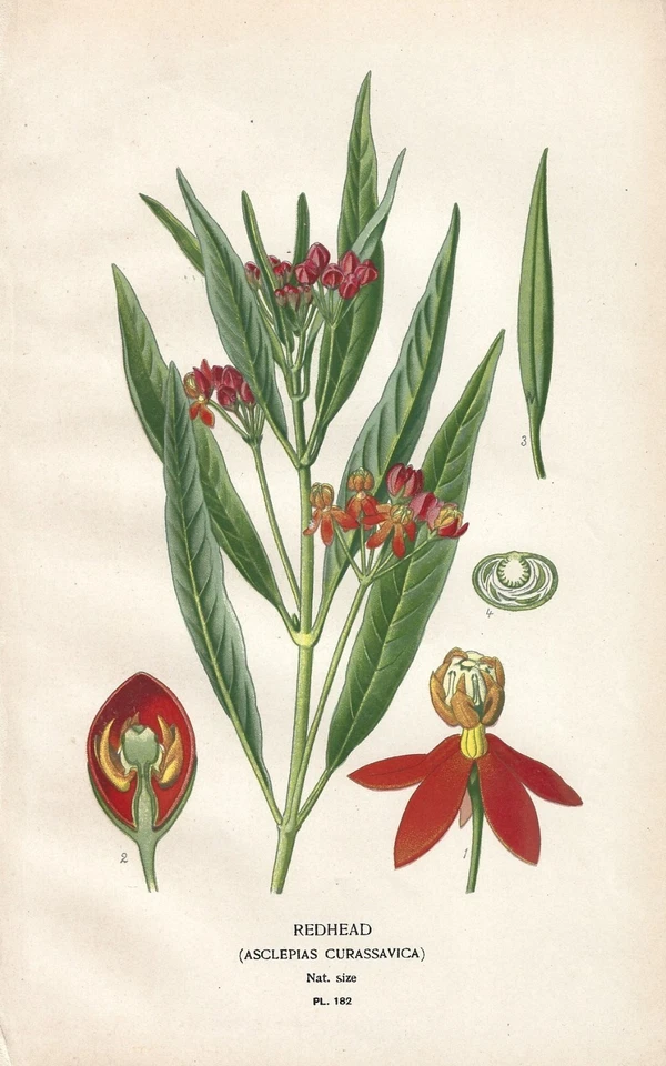 Stampe antiche SERIE 10 FIORI INGLESI botanica Edward Step 1896 Antique prints - Immagine 2 di 4