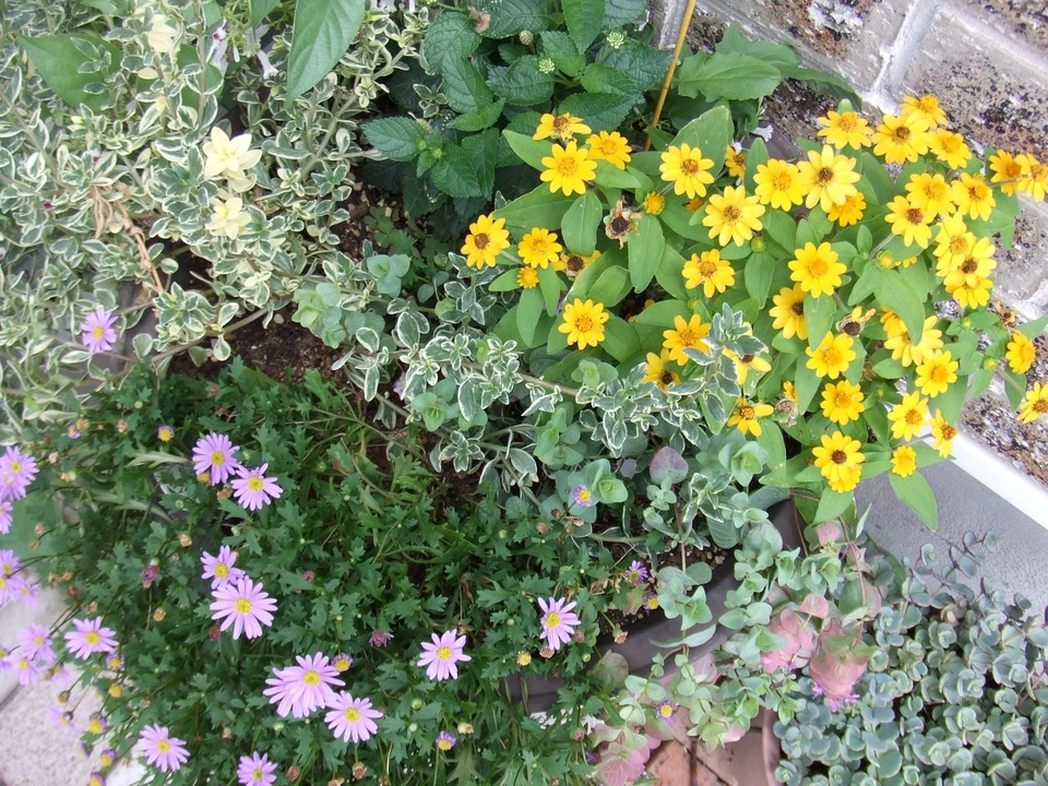 Fujifilm FinePix Z5fd Pink Retro CCD Compact Digital Camera | English OK | - Image 4 of 4