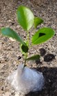 Texas Mountain Laurel Sapling/Seedling (up to 6 inches tall) — photo 2