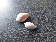 fossil shell - CYPRAEA - PROPUSTULARIA RENARDI JUVENILE ET ADULTE