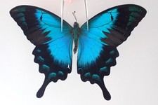 BM1492. Unmounted insect: Papilio lorquinianus. Yapen, Indonesia!!!!!!!!!