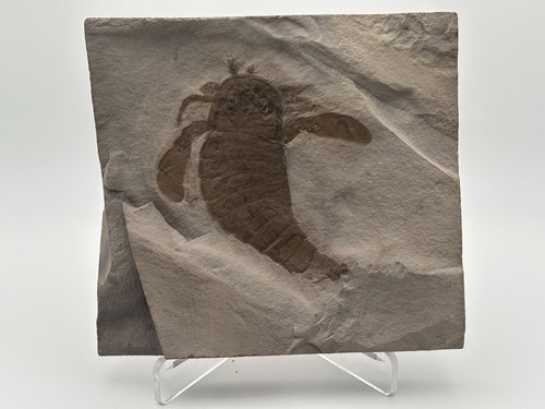 Eurypterid Fossil Sea Scorpion Eurypterus Silurian 420 Mil Yrs incredible detail