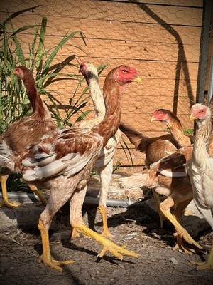6++ Rare Blue, Pyle & Red Mottled Indio Gigante Hatching Eggs