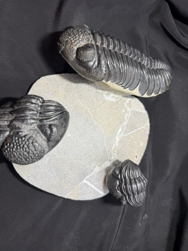 Pedinopariops Triple Cluster trilobite fossil Devonian of Morocco