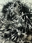 ostrich feather boa Black With White Tips