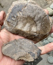 NA SPRZEDAŻ RĘCZNIE ROZMIAR YORKSHIRE SKAMIENIAŁY GUZEK AMONITU OD SANDSEND BY WHITBY