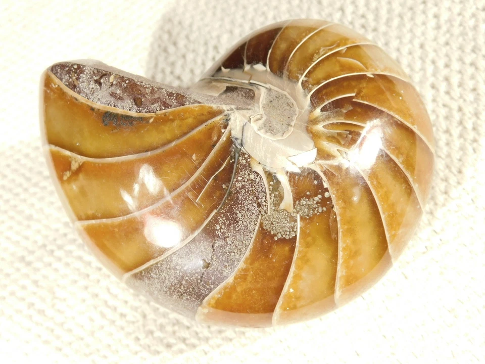 Big Very Rare! 100% Natural Polished Cretaceous Era NAUTILUS Fossil 407gr - Image 2 of 4