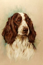 Wall art Springer Spaniel Head oil painting Giclee Art Printed on canvas L3188