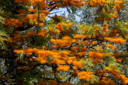 35 SILKY OAK TREE Orange Flower Southern Silver Oak Grevillea Robusta Seeds - Picture 4 of 8